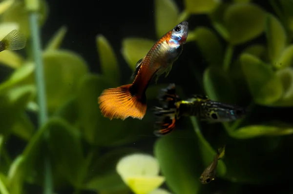 Guppy Poisson multicolore — Photo