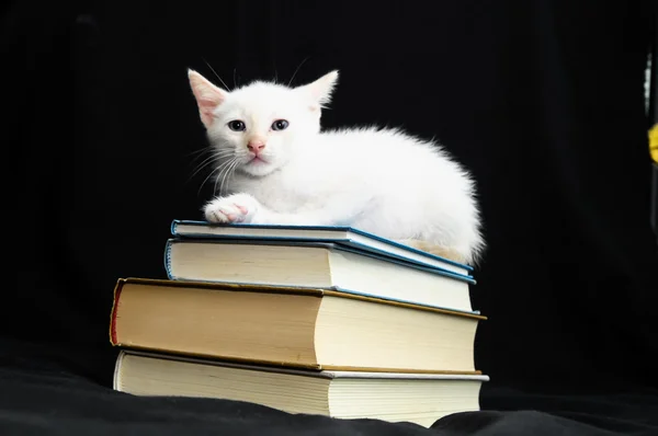 Witte jonge baby kat — Stockfoto