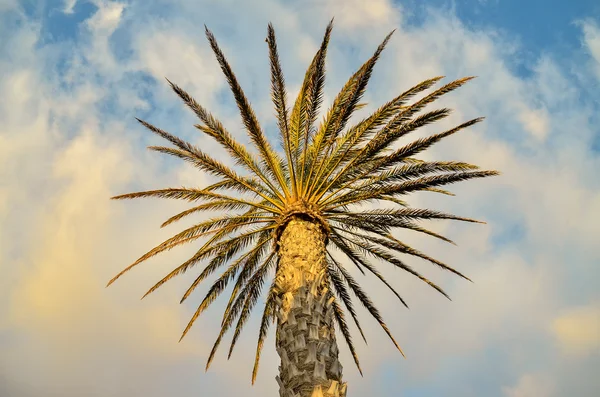 Green Palm Canarian Tree — Stock Photo, Image