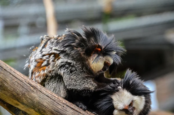 Small Black and White Monkey — Stock Photo, Image