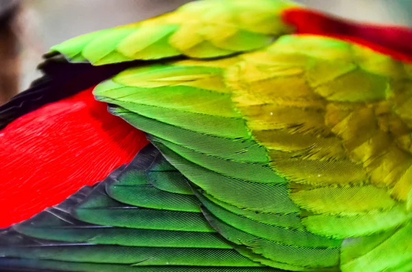 Papagaio Pássaro tropical — Fotografia de Stock