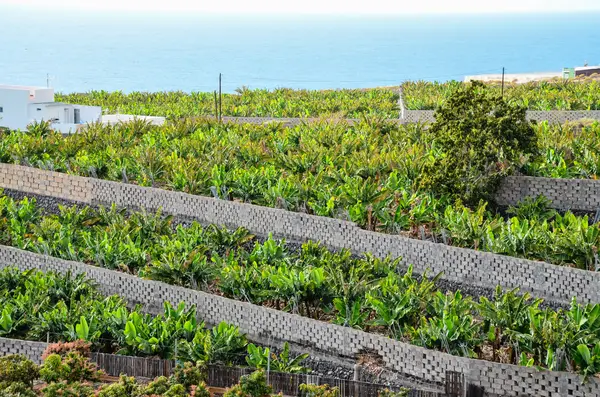 Campo di piantagione di banane — Foto Stock