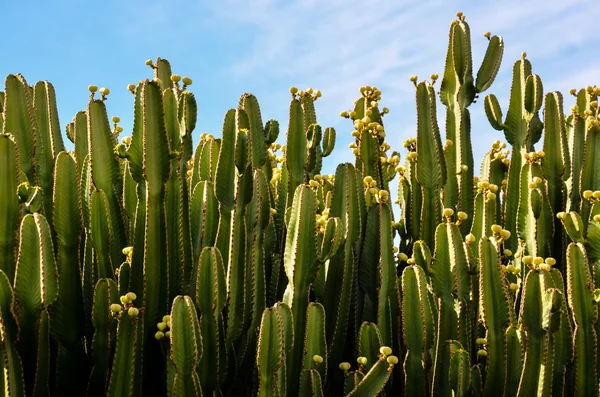 Spokojny zachód słońca na pustyni kaktusowej — Zdjęcie stockowe