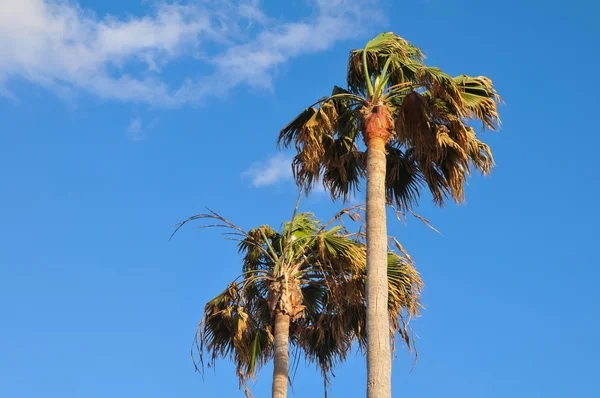 Palm Tree Blowing In The Wind — Stock Photo, Image