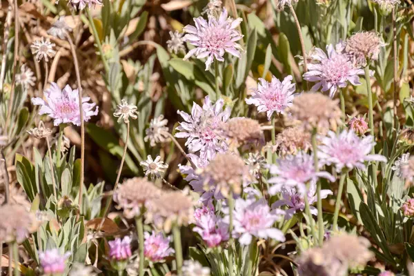 Texture sfondo fiore — Foto Stock