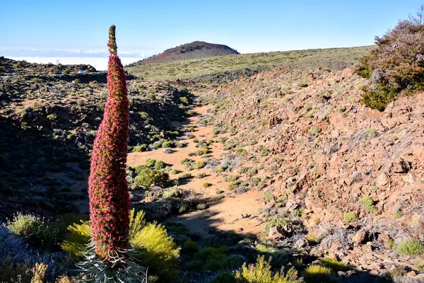 テネリフェ島の Tajinaste の花 — ストック写真