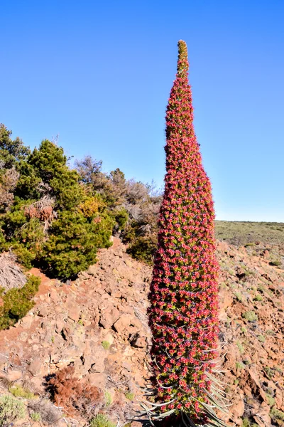Tajinaste bloem van Tenerife eiland — Stockfoto