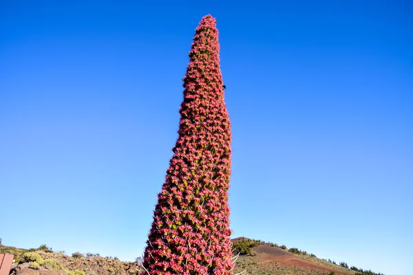 Tajinaste Blume der Insel Teneriffa — Stockfoto