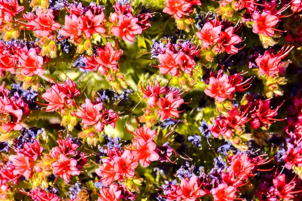 Flor de Tajinaste Isla de Tenerife — Foto de Stock