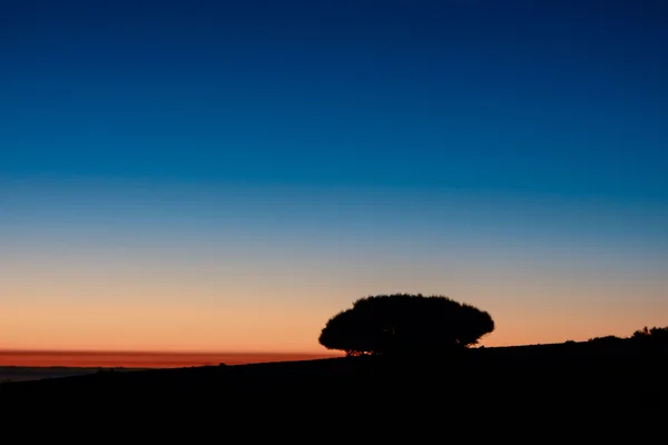 Hintergrundbeleuchtung Baumsilhouette — Stockfoto