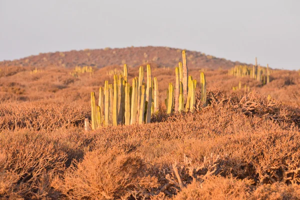 Kalme cactus woestijn zonsondergang — Stockfoto