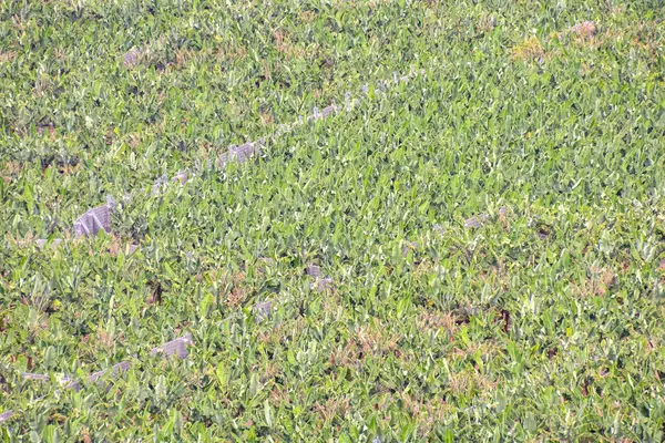 Banana Plantation fält — Stockfoto