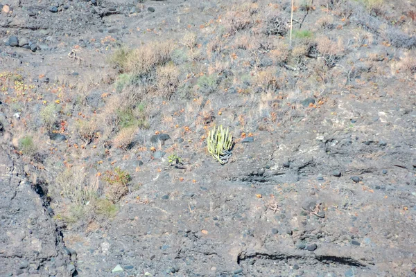 Dry Lava Basaltic Rock — Fotografie, imagine de stoc