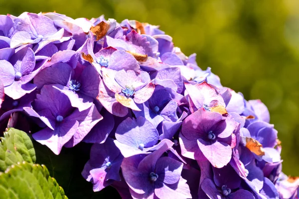 Flor florescendo fundo — Fotografia de Stock