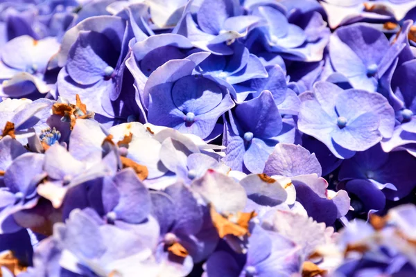 Flor flor fondo —  Fotos de Stock