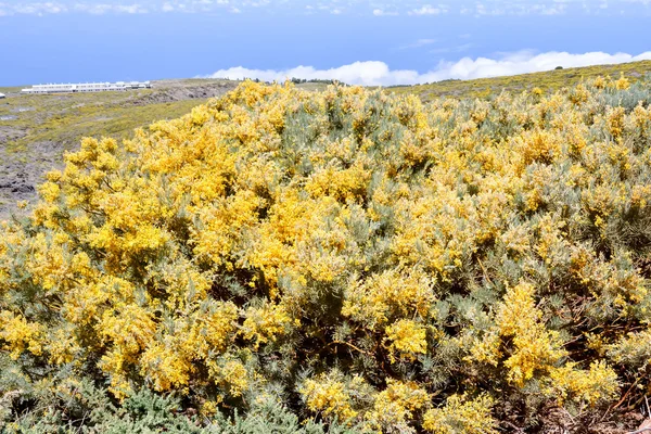 Blommande blomma bakgrund — Stockfoto