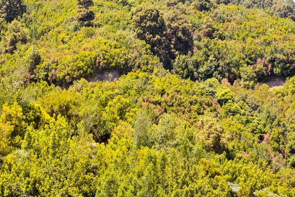 Pine trädvyn — Stockfoto