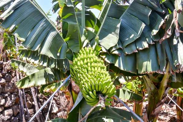 Banane Plantation Field — Fotografie, imagine de stoc