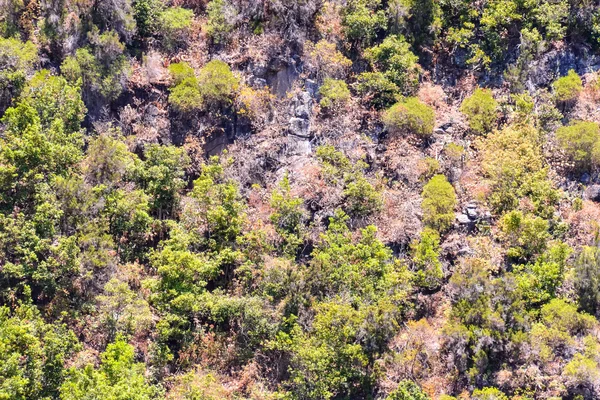 Valley na Kanárských ostrovech — Stock fotografie