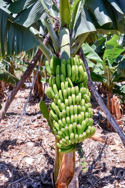 Campo de plantación de plátano —  Fotos de Stock