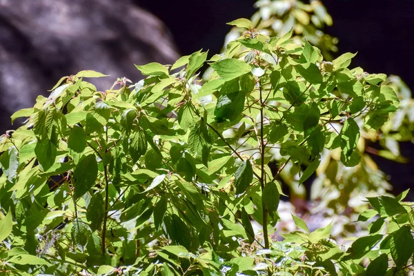 Leaf Background Texture Pattern — Stock Photo, Image