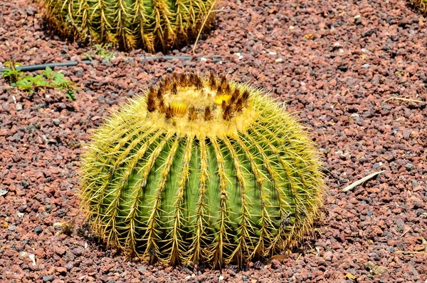 Round Succulent Plant — Stock Photo, Image