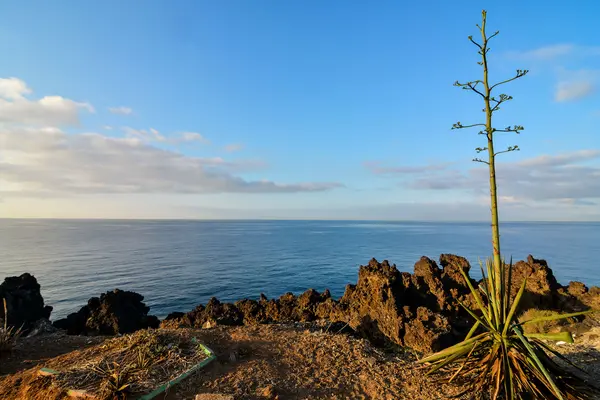 Dry Lava Coast Beach — Stock Photo, Image