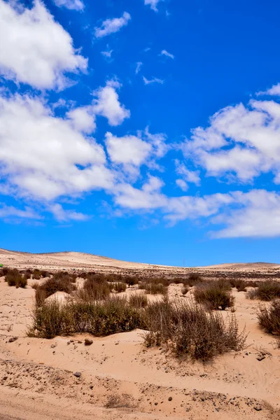 Droog woestijnlandschap — Stockfoto