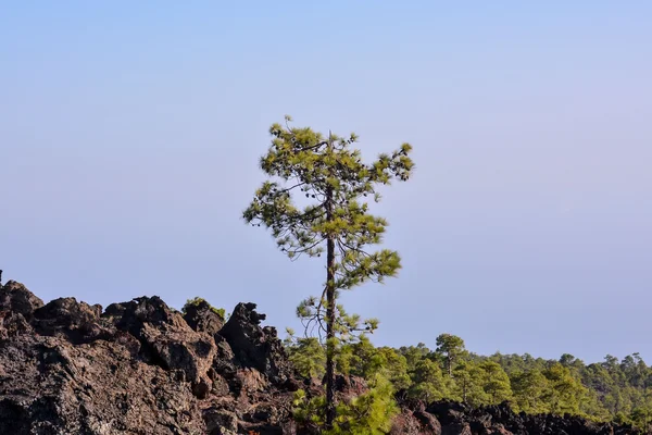 Vista dell'albero di pino — Foto Stock