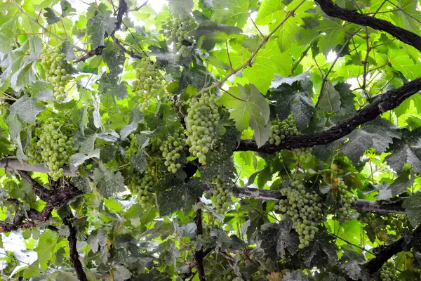 Viñedo listo para producir vino —  Fotos de Stock