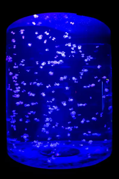 Nebezpečné jedovaté medúza medúza — Stock fotografie