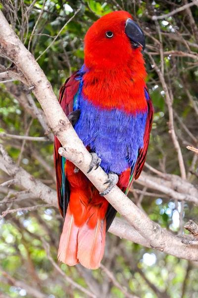 Farbiger tropischer Papagei — Stockfoto