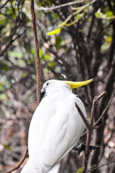 Papagaio tropical colorido — Fotografia de Stock