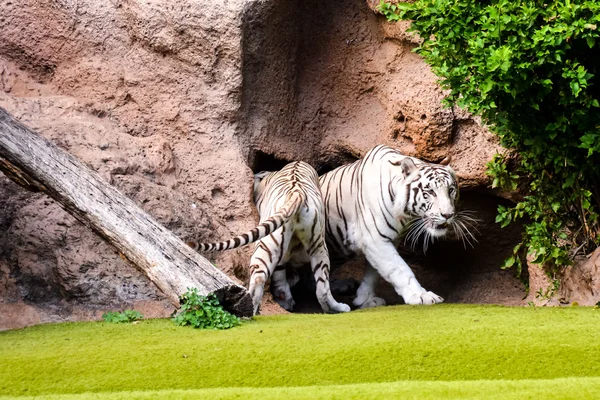 Tigre salvaje de rayas blancas raras —  Fotos de Stock