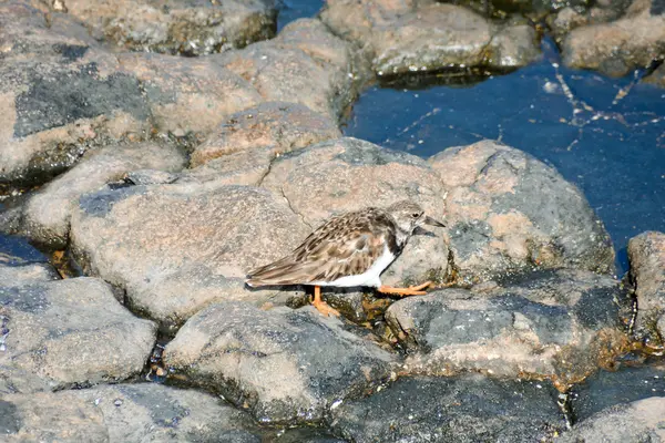 Kentish chorlito agua pájaro —  Fotos de Stock