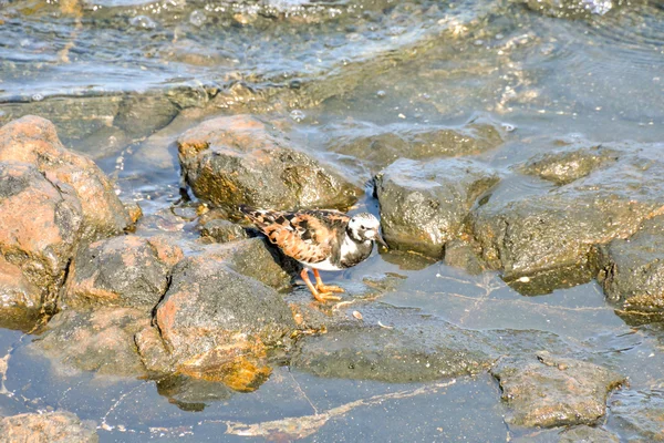 Sieweczka morska woda ptak — Zdjęcie stockowe