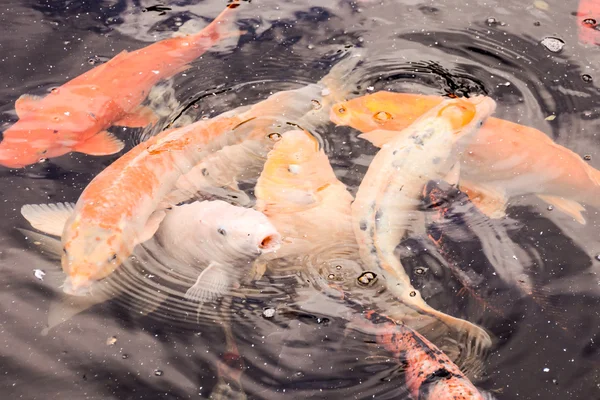 Karpfen Fisch Textur Hintergrundmuster — Stockfoto