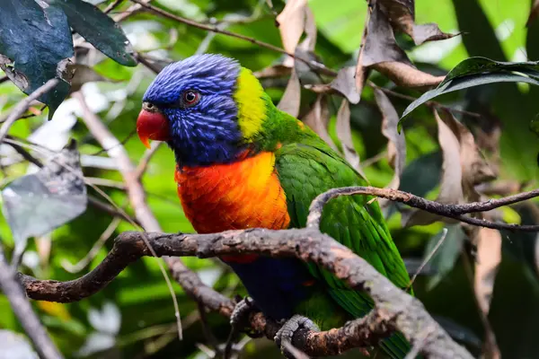 Colored Tropical Parrot — Stock Photo, Image