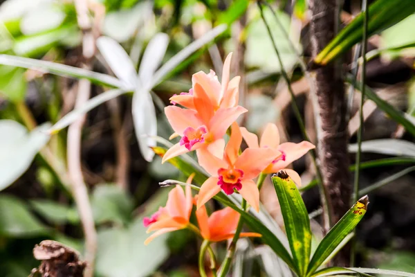 Bloeiende bloem achtergrond — Stockfoto