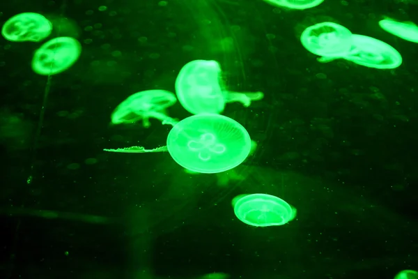 Jellyfish Dangerous Poisonous Medusa — Stock Photo, Image