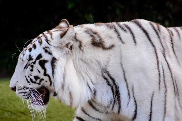 Tigre sauvage rayé blanc rare — Photo