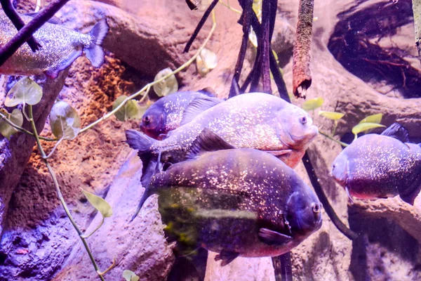 美しい熱帯魚の水族館について — ストック写真