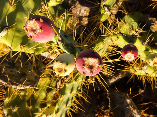 Agave-Kaktus blüht — Stockfoto