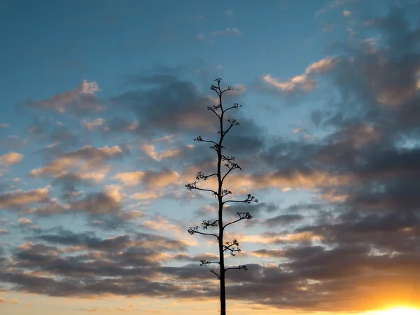 Colored Clouds at Sunset — Stock Photo, Image