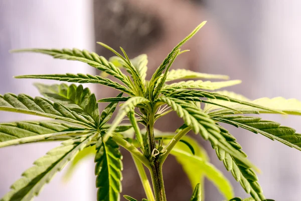 大麻マリファナの葉工場の詳細 — ストック写真
