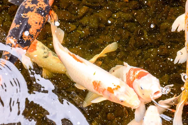 Karpfen Fisch Textur Hintergrundmuster — Stockfoto