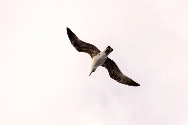 かもめ鳥動物 — ストック写真