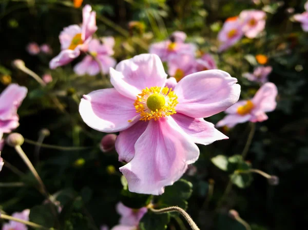 Flor flor fondo — Foto de Stock