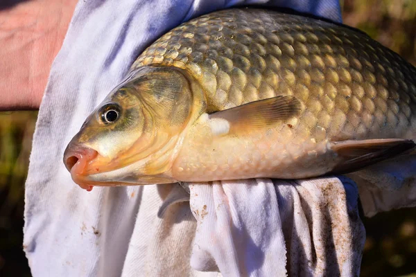 Pescado capturado por un pescador — Foto de Stock