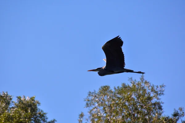 Grote blauwe reiger die vliegt — Stockfoto